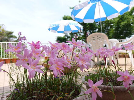 海の見えるペンション桜家 写真