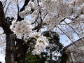 うさうさのプチファーム 写真