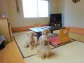 ワンちゃんと一緒！海一望の宿ピッコラルージュ 写真