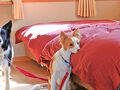 dog's pension しゃのんち 写真