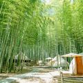 THE BAMBOO FOREST 写真