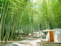 THE BAMBOO FOREST 写真
