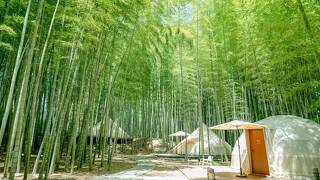 THE BAMBOO FOREST