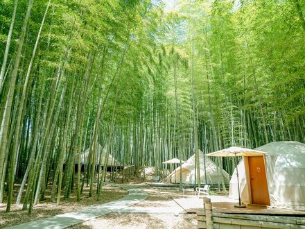 THE BAMBOO FOREST 写真
