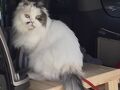 富士山 健康開運 猫と犬の宿 ペンションブルーポピー 写真