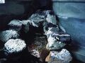 松崎温泉 炉ばた館 写真