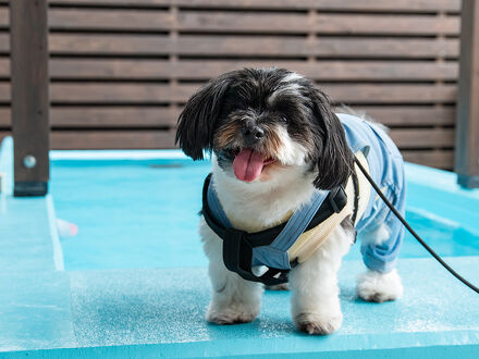 Dog Villa SAMPO 写真