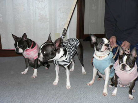 押し花アートを楽しめる犬の宿　ガラスの仔犬 写真