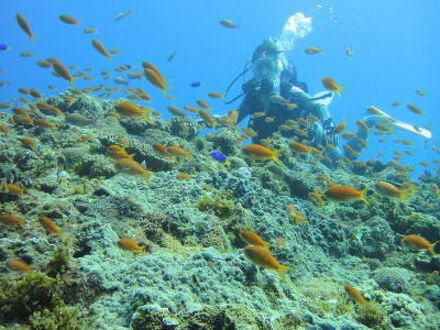 素泊まりの宿　やくさば　＜屋久島＞ 写真