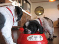 愛犬と一緒に泊まるペンションＺＯＯ　＜淡路島＞ 写真