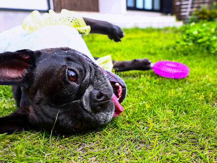 コトマル わんship 写真