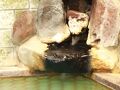 温泉民宿扇屋 写真