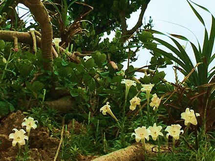 ゆがふ 川平 ＜石垣島＞ 写真