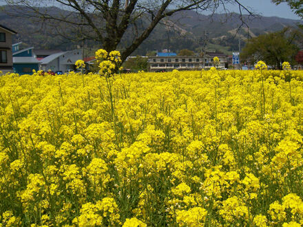 野沢温泉 清風館 写真
