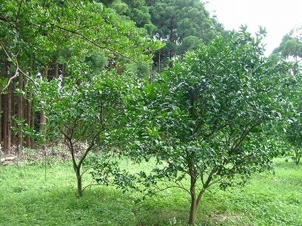 やくしま村　＜屋久島＞ 写真