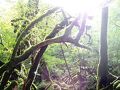 屋久島雫ノ杜　＜屋久島＞ 写真