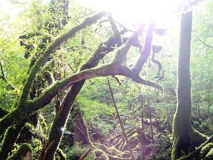 屋久島雫ノ杜　＜屋久島＞ 写真