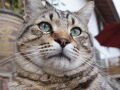 猫ちゃんおもてなしの宿　オーベルゼ　レ ボー 写真