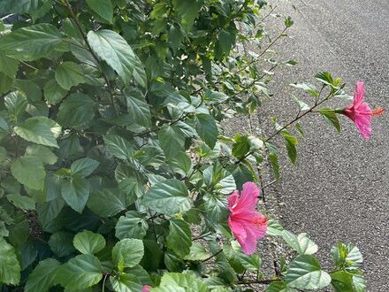 民宿みよしや 写真