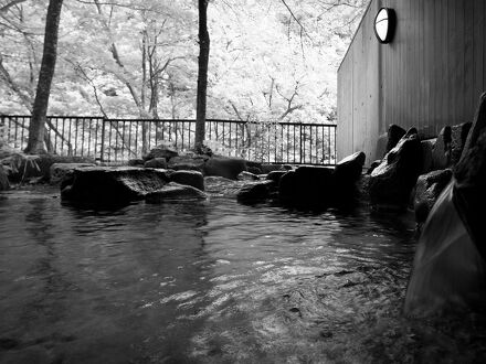 風木立の川辺　紫明館 写真