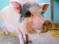 カメカメハウス 写真