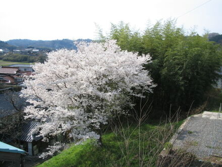 灘屋旅館 写真