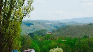 コテージクローバー