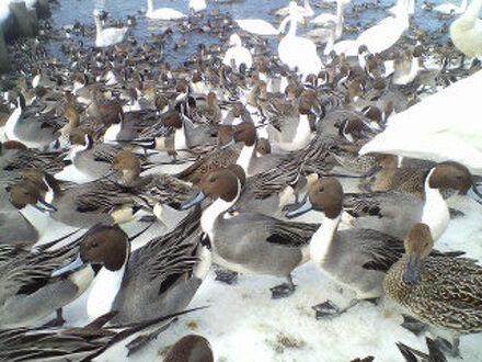 民宿 ことぶき 写真