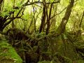 屋久島雫ノ杜　＜屋久島＞ 写真