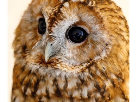 HOTEL OWL Tokyo 写真