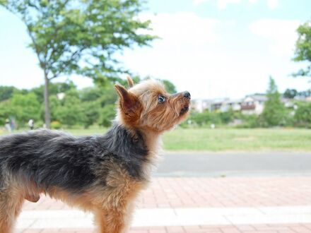 Simple Stay 宮島 (シンプルステイ　宮島) 写真