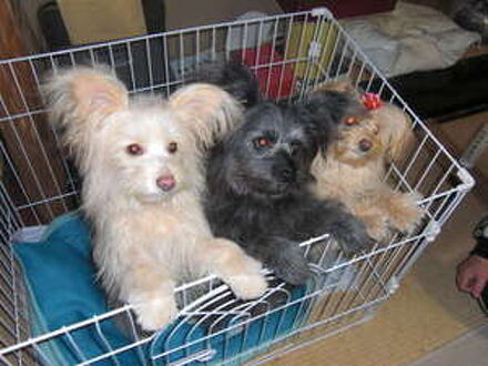 料理旅館むらさわ 写真