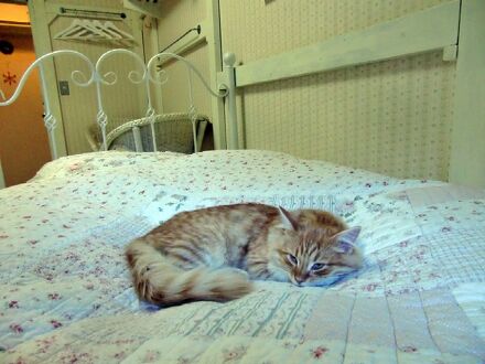 富士山 健康開運 猫と犬の宿 ペンションブルーポピー 写真