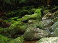 屋久島雫ノ杜　＜屋久島＞ 写真
