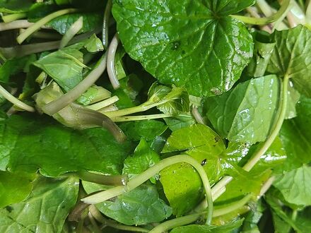 民宿 あるぺん屋 写真