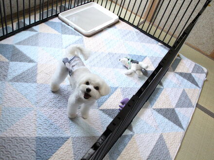 遊子川ゲストハウス コッコロん 写真
