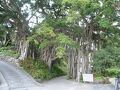 屋久島　民宿　ながた岳＜屋久島＞ 写真