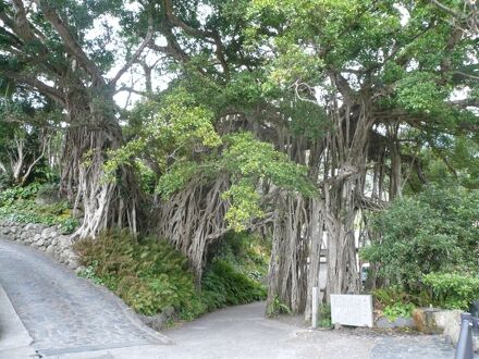 屋久島　民宿　ながた岳＜屋久島＞ 写真
