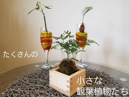 ゲストハウス木綿の夢 cotton dream 写真