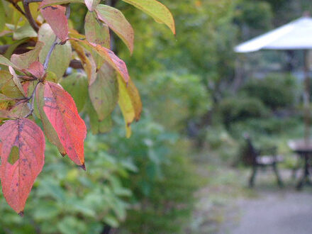 猿ヶ京温泉　旅館　一楽 写真