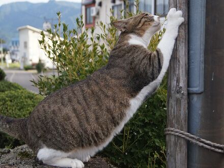 ウッディ　イン　すずき 写真