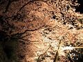 貸別荘 アップル 写真