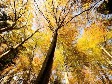 なべくら高原 森の家 写真