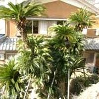 若狭常神　そてつの家 写真