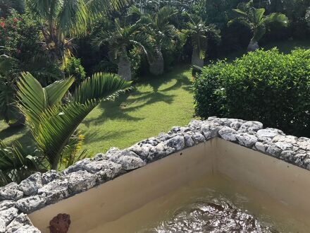 ティンヌカーラ 写真