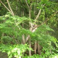 川俣温泉ホテル　ふくよ館 写真