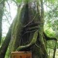 屋久島いわさきホテル