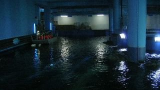 ビル地下の水族館でグラスボート乗船！？