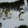 ペンギンの行進を日本でも見られる動物園！