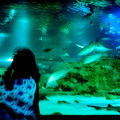 アンダーウォーターワールド